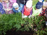 Sklízíme úrodu na školní zahrádce